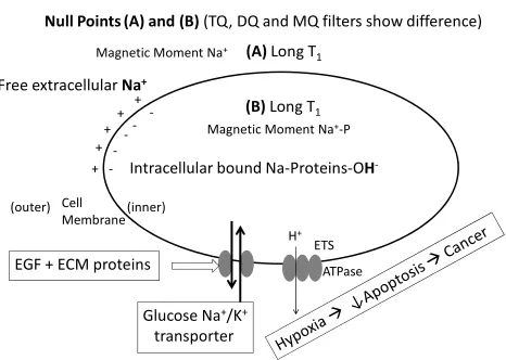 Figure 5. This schematic description represents the origin of in-tracellular sodium across the membrane and different null points of sodium inside and outside generate contrast due to different longitudinal relaxation constants as basis of sodium MRI