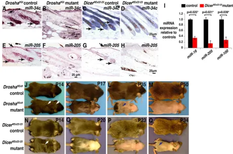 Figure 1  indicated miRNAs using hybridization for miR-34c in skin. – (A-H) miRNA depletion, hair shaft defects and permanent hair loss are caused by the deletion of Drosha or Dicer in anagen