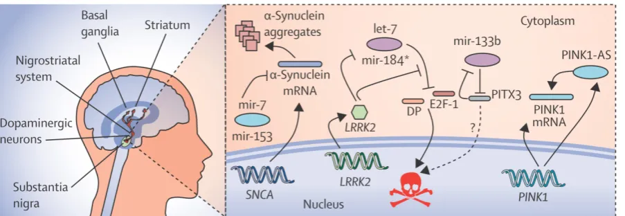 Figure 3 : The regulatory network of miRNAs in parkinson’s disease showing the expression of α-synuclein and its modification by specific miRNAs like miR-7, miR-153 and miR-433