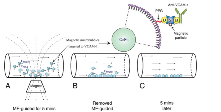 Figure 4. The schematic of molecular imaging with tar-geted ultrasound contrast agents [47]