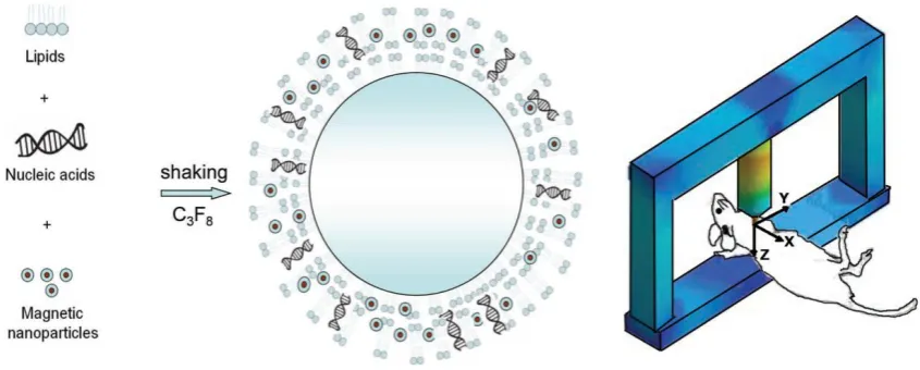 Figure 6. Schematic of the self-assembly of the lipids, MNPs, and nucleic acids into magnetic microbubbles and the animal experiment setting [51]