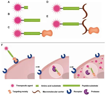 Fig. 1 Schematic diagram of (A-E) prodrug constructs and (F) hypothetical pathway of prodrug activation 