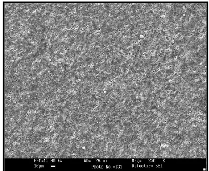 Figure 2: SEM micrograph showing the surface morphology of the shell. 