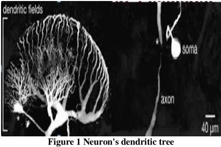 Figure 1 Neuron's dendritic tree 