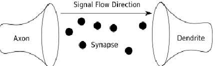 Figure 5: model of the synapse chemical messages of the synapse moving from the axon to the dendrite