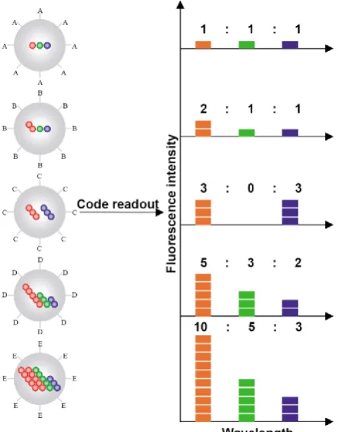 Figure 7: Schematic illustration of the optical coding based on wavelength and intensity multiplexing