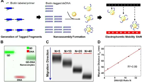 Figure 11: QEMSA working principle. A) Biotin-tagged DNA fragments were generated from genomic DNA targets using biotinylated primers and a limited number of amplification cycles to preserve genomic DNA quantity information