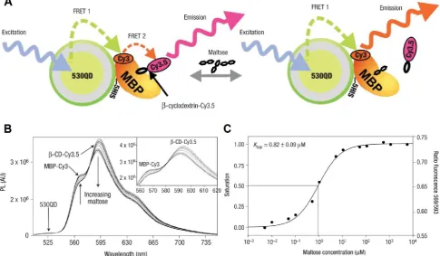 Figure 3: QD-FRET for maltose detection. A) Schematic of a 530QD-MBP-Cy3-β-CD-Cy3.5 maltose sensor assembly