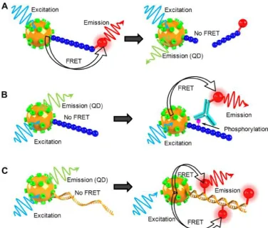 Figure 4: Schematic illustration of QD-FRET nanosensor for analysis of enzyme activity