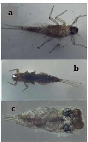 Fig. 3. Order Hemiptera: Nepidae