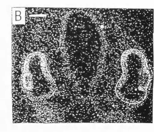 Fig. 3.1 Expression of Bmp-4 and GH6 in frontal sections through the chick head. A) 
