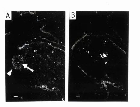 Fig. 3.3 Dark-field micrograph showing frontal sections of chick stage 13 embryo 