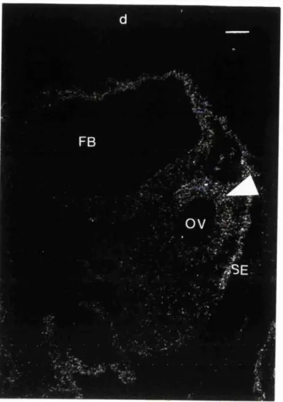 Fig. 3.4 Dark-field micrograph showing the distribution of Bmp-4 transcripts in the dorsal 