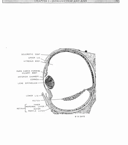 Fig 1.4 Schematic diagram of the chick eye at stage 35 (8-9 days). By this time, the 