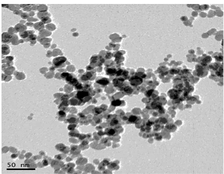 Figure 1. TEM image of superparamagnetic iron oxide nanoparticles. 