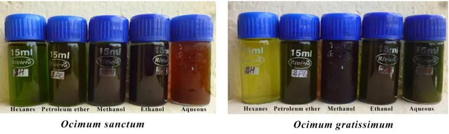 Figure 2: Leaf extracts of  Ocimum sanctum and Ocimum gratissimum 