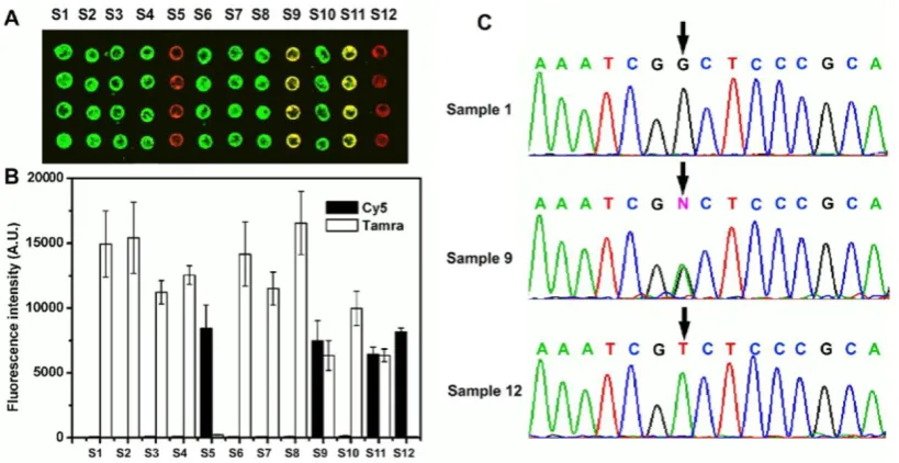 Fig 2. (A) Microarray results from 12 different samples assayed for the C677T locus of the MTHFR gene