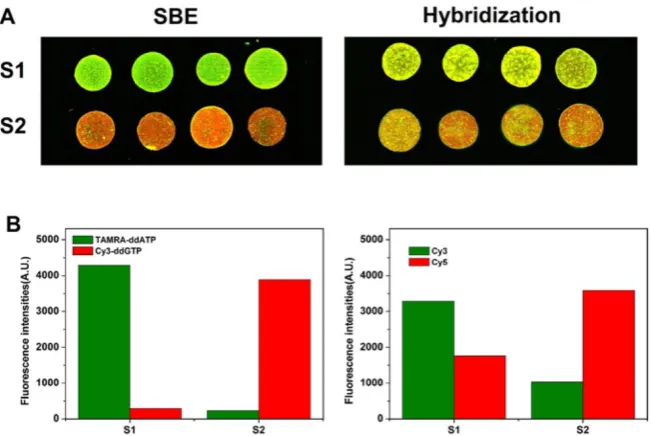 Fig.4. Results of SNP detection for rs48412845 locus using dual-color SBE and dual-color hybridization, respectively