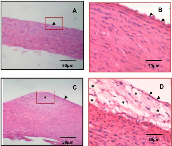 Figure 1. Histopathological analysis of rabbit´s aortic tree. Eosin/hematoxylin staining reveals a normal morphology of aortas in control animals (A, B)