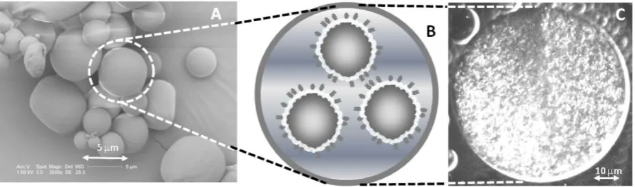 Figure 7. Nesting Microbubbles within PLA Microcapsules: A) Electron micrograph of a typical batch of PLA microcapsules