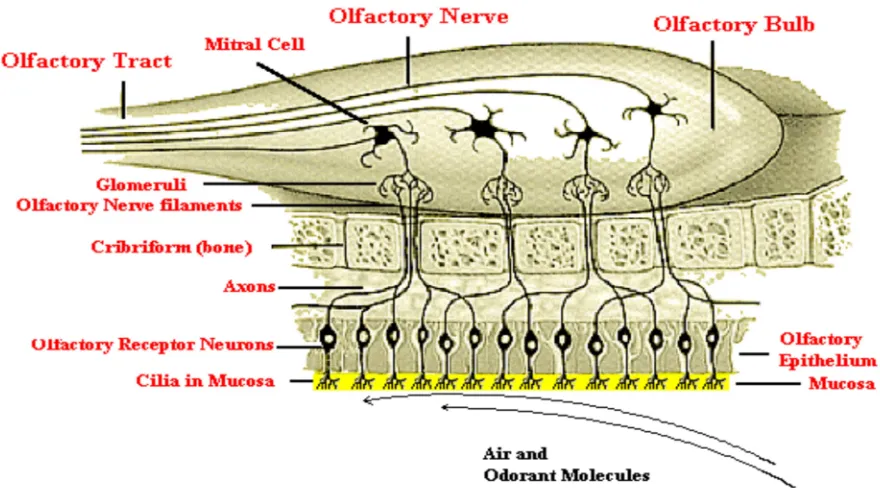 Figure 1.Oflactoryregions (Jayprakash M, et al., 2008) 