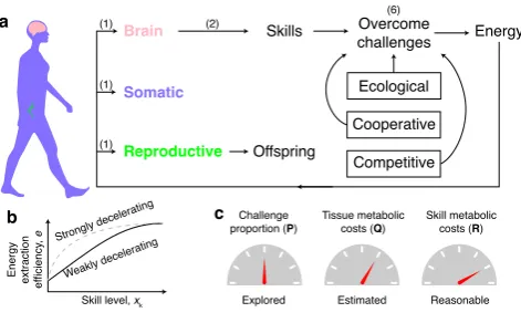 Figure 1: Ecological and social hypotheses for brain expansion. Ecological hypotheses em-