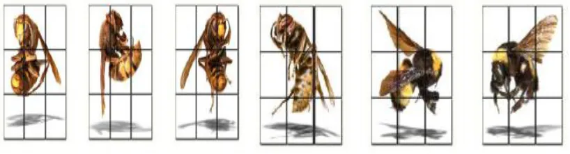 Figure 1 Waggle dance of bees 