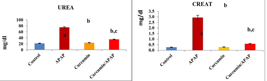 Fig. (1): Effect of acetaminophen and curcumin on serum urea and creatinine levels. The results were expressed as mean ± S.E, n=6  rats/group