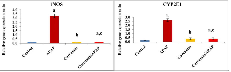 Fig. (3): Effect of acetaminophen and curcumin on serum Tumor Necrosis Factor alpha (TNF-αkidney tissues