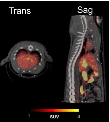 Figure 4  Figure 4: Summed transaxial (Trans, L) and saggital (Sag, R) PET images of a rat, 5-60min following administration of 5MBq of [18F]FDA-TEG RGD, co-registered with corresponding CT images (grey scale)