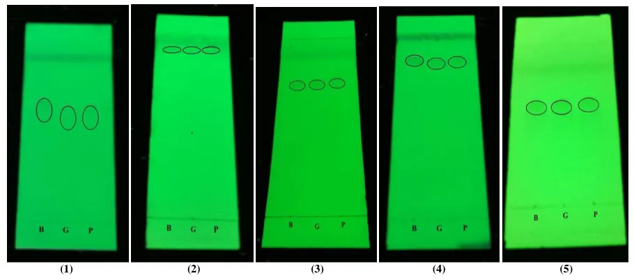Fig. 1:  Thin layer chromatogram with the mobile phase (1) chloroform: acetone (8: 2); (2) ethyl acetate; (3) methanol; (4) chloroform:  methanol (9: 1); (5) chloroform: methanol (10: 1) seen with 254 nm UV light