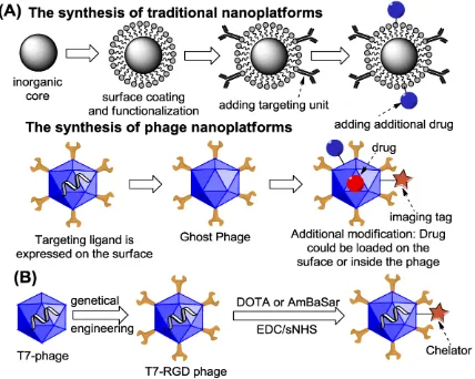 FIGURE 1. (A) Rationale for developing PET trackable phage nanoparticles. (B) The synthetic scheme of DOTA-/AmBaSar-T7-RGD