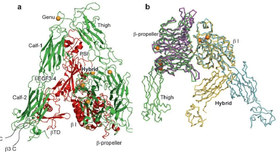 Figure 3. Crystal structures of integrins αVβ3 and αIIbβ3. (a) The structure of αVβ3 in the bent conformation