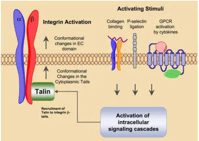 Figure 1. Integrin “Inside-out” signaling promotes integrin activation and heightens ligand affinity