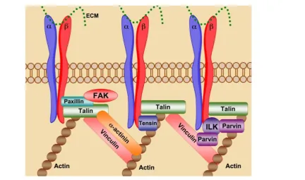 Figure 2. Integrin “Outside-in” signaling governs cellular processes. Ligand binding serves as the initiation point for transduction of intracellular signaling cascades that regulate a multitude of biological processes