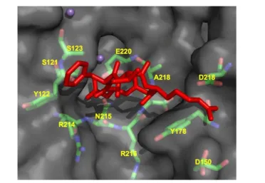 Figure 4. CycloRGDFV bound to v3 (RCSB code: 1L5G). Metal ions Mn2+ are depicted as spheres