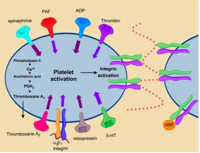Figure 7. Mechanisms of platelet activation. Binding of secreted factors to cognate ligands promotes platelet activation leading to αIIbβ3 activation
