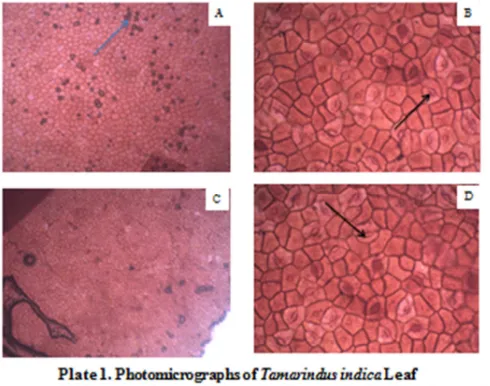 Table 1. Phytochemical screening of the leaf and stem bark of Tamarindus indica 