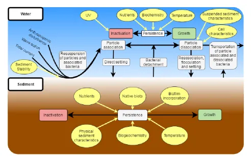 Figure 1.1 Conceptual diagram of processes that are known or suspected to influence the 