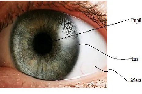 FIG I: HUMAN EYE[8] 