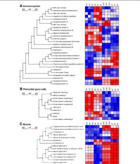 Figure 1 Clustering of transcript groups. A: Immune system, B: Germ cells, C: Muscle. Transcripts were clustered using the un-weightedpair-group method (UPGMA) using arithmetic averages with normal Euclidian distance as distance measurements