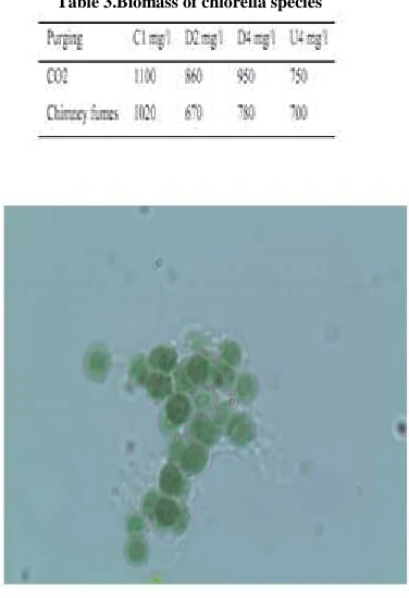 Table 3.Biomass of chlorella species 