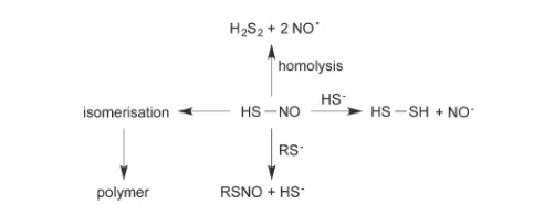 Fig. 2Reactivity of HSNO formed by the reaction of RSNO and HS−:isomerization, homolysis, nucleophilic attack and transnitrosation.