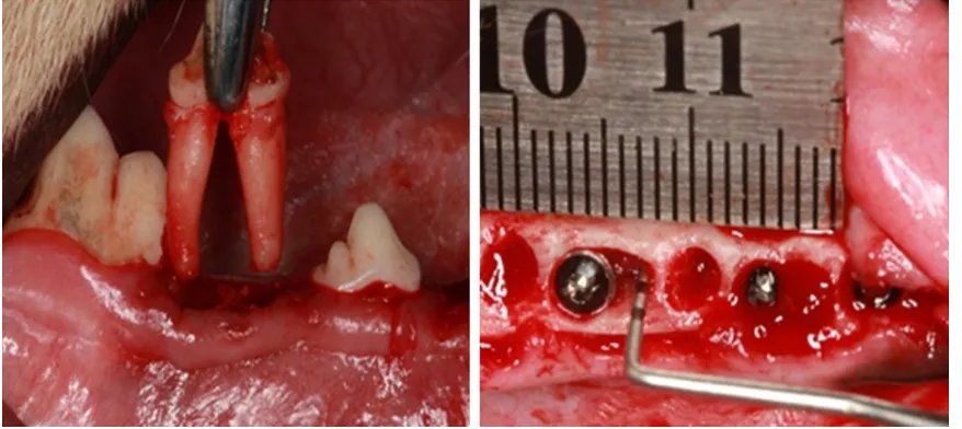 Figure 1. Extracted the third premolar, created defect in peri-implant.