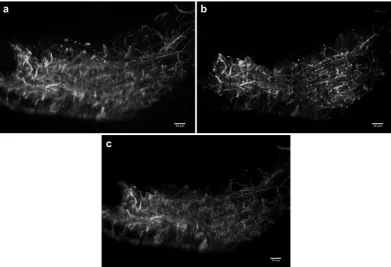 Figure 5. Maximum intensity projections of light sheet image stacks of a thin sagittal slice of fixed rat brain Scale bars 20 with Alexa Fluor 568 NCAM-immunolabelled axons imaged in two photon mode using the HighQ-2 laser