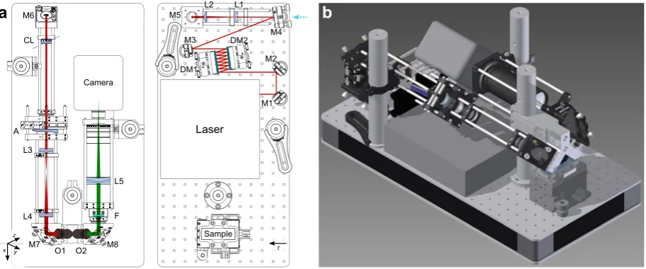 Figure 6. Maximum intensity projections of light sheet image stacks of a thin sagittal slice of fixed rat brain with Alexa Fluor 568 NCAM-immunolabelled axons imaged in two photon mode using M-Squared Sprite-XT laser