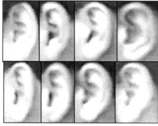 Figure 4. Sample ear images from TUM database 