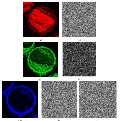 Figure 3.3. Cipher images: (a) Image of the red component (b) Encryped image of the red component(c) Image of the green component  (d) Encryped image of the green component(e) Image of the blue component (f) The first encryped image of the blue component (g)The second encryped image of the blue component 