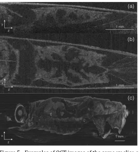 Figure   5   -­‐   Examples   of   OCT   images   of   the   same   xy   slice   of   krill   abdomen   