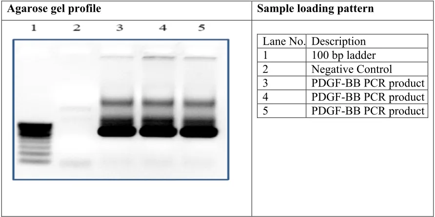 Figure 1: PDGF-B Gene Amplification.
